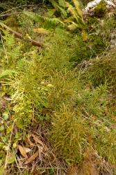 Lycopodium deuterodensum. Mature, branching aerial stems with appressed leaves.
 Image: L.R. Perrie © Te Papa CC BY-NC 4.0